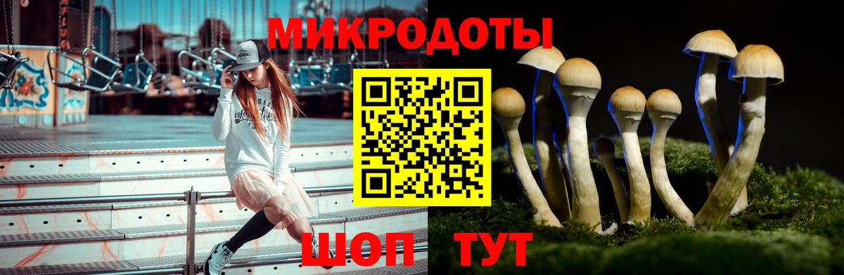 Галлюциногенные грибы Psilocybe Волжск